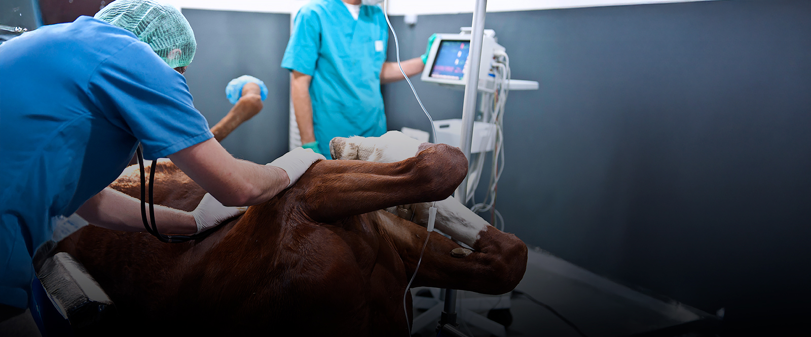 Clínica Médica e Cirúrgica de Grandes Animais